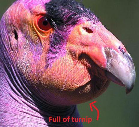 Ripped image of a California Condor. Ugly as sin. Purple tho.