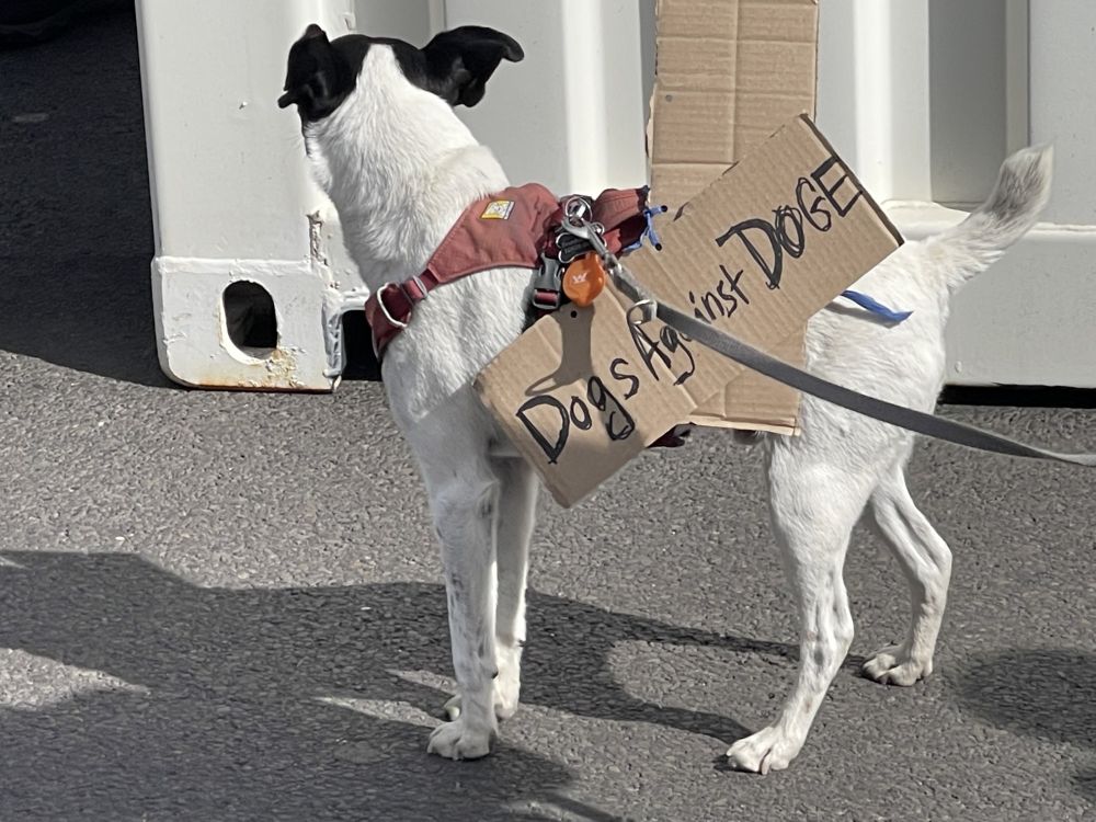 A small white dog with a black patch on its head wears a cardboard sign strapped to its back that reads “Dogs Against DOGE.”