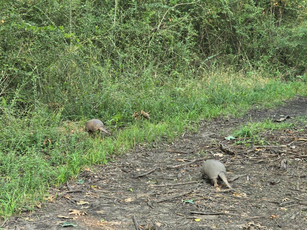 Two armadillos running across a dirt path