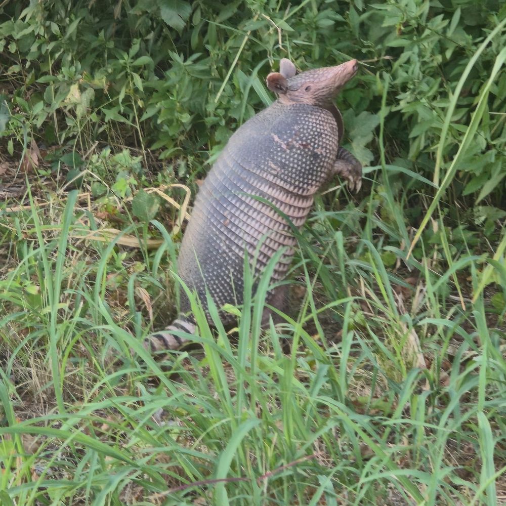 An armadillo standing on its hind legs looking at the pov