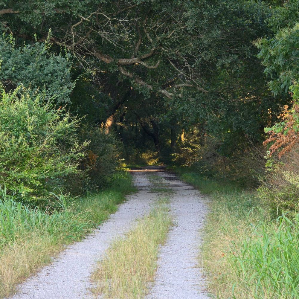 The trail leading from the brightly lit fields into a relatively dense forest
