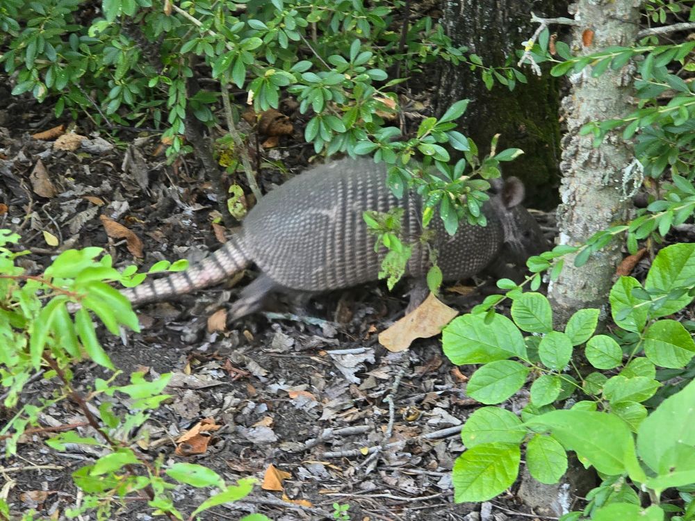 An armadillo scampering through the underbrush