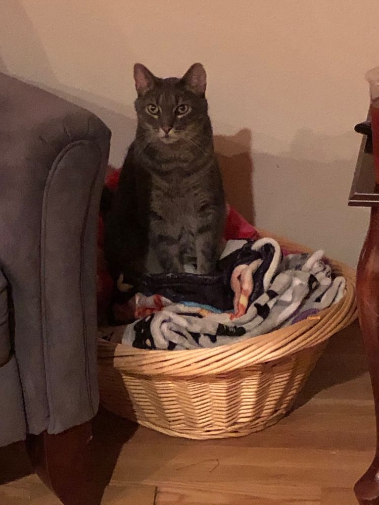 chapstick is a brown tabby cat. he is sitting upright and alert in a basket of blankets.