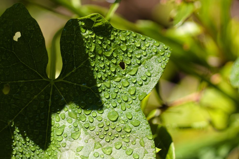 a broad star-shaped green leaf covered in water droplets, partially in shadow