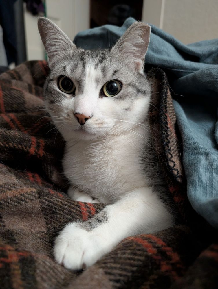 A very pretty silver tabby and white cat lounging on a brown plaid blanket with a blue sheet partially drapes over him. His pale green eyes are wide and he looks extra handsome 