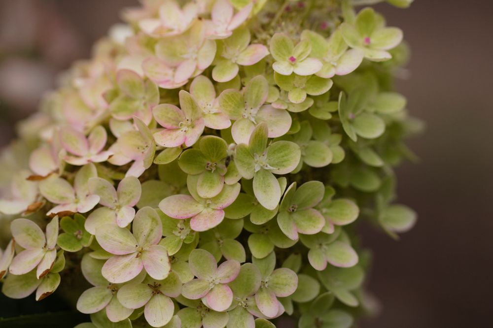 a cone of hydrangea flowers: mostly pale yellow-green with a hint of pink around the edges