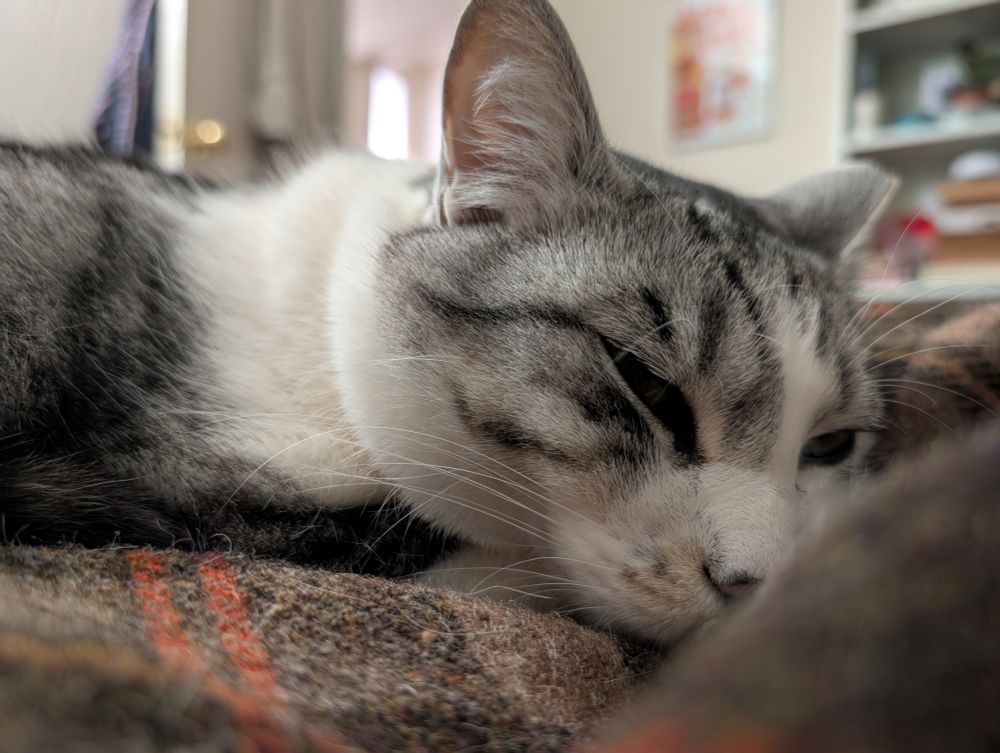 Now he is sleepily resting his chin on his paws (and by extension on my foot)