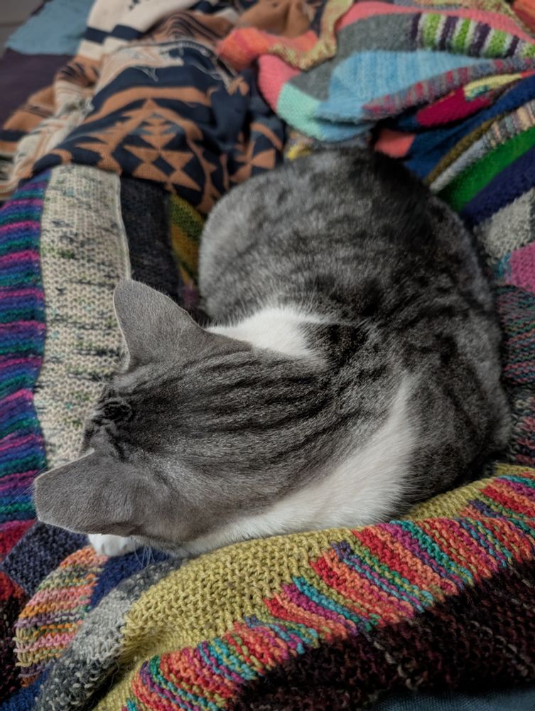 View from above of him asleep between my legs with his chin and one paw on one thigh 