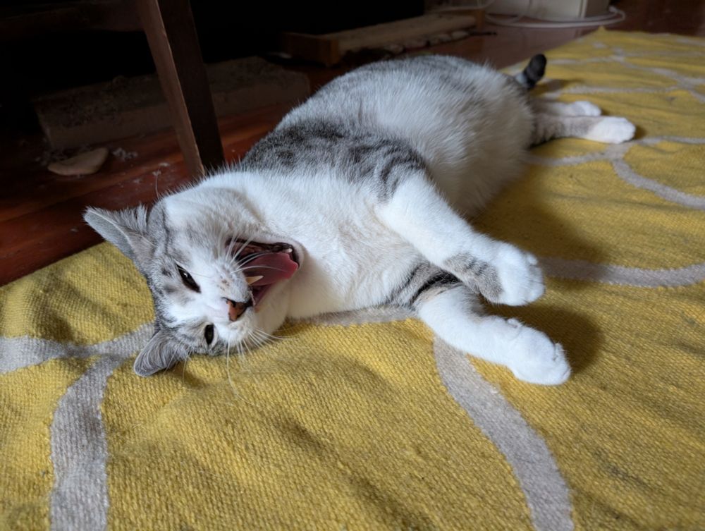 A silver tabby and white cat on his side on a yellow rug, yawning widely with his big fangs visible 