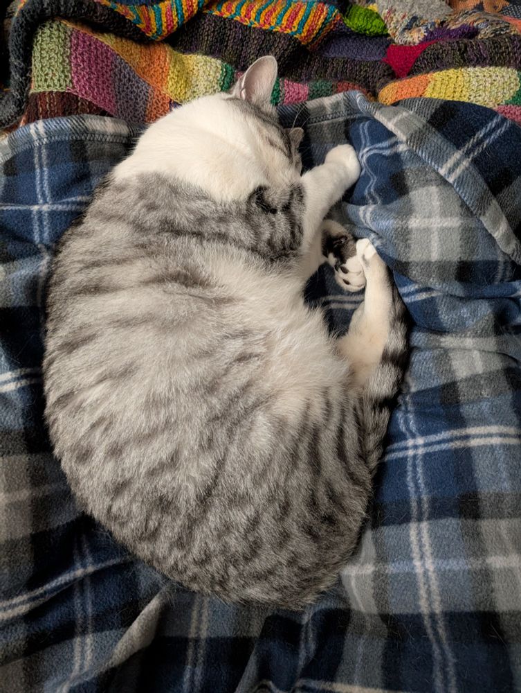 A silver tabby and white cat curled in an egg shape between two legs covered in a blue plaid fleece blanket, sleeping peacefully 