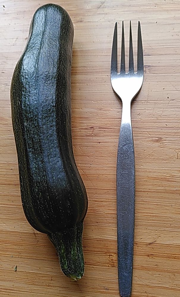 Une courgette récoltée hier (mi-novembre). Pratiquement de la longueur d'une fourchette.