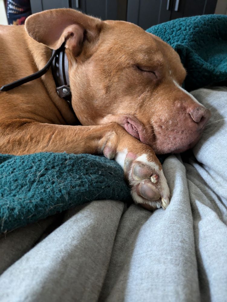 An orange-colored, 88lb American Bully sleeps on a bed of blankets. His right jowl folds over his curled up, front right paw.