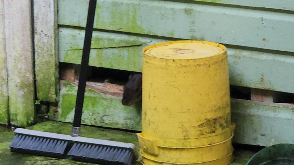 An agouti's head sticking out from a hole in a wall, behind a yellow bucket and a broom.