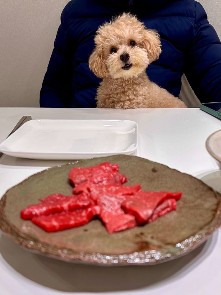 A fawn toy poodle looks angrily at the photographer because she is afraid he will eat the raw beef slices in the foreground of the picture