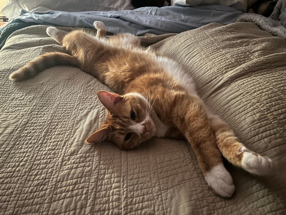Orange cat, stretched out. 