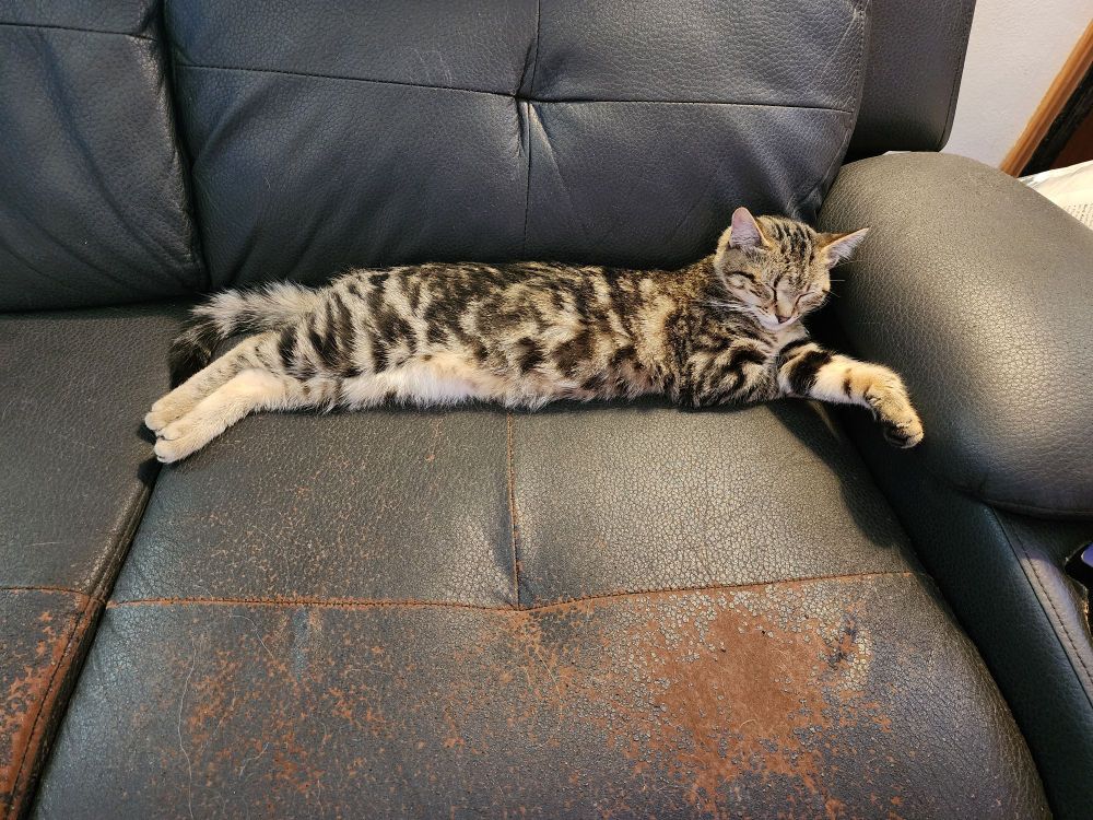 a tabby kitten is stretched across the couch cushion i wanted to sit on and dreaming kitten dreams of mayhem and havoc. her name is nyx but i call her shitten