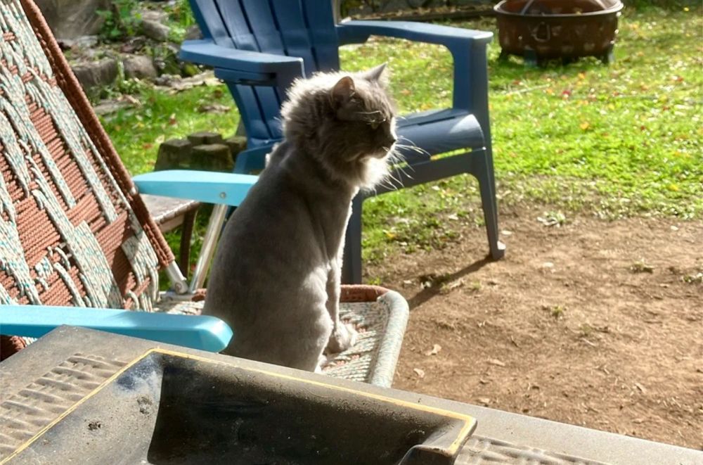Picture of a gray cat wit a lion shave sitting on a lawn chair absorbing some afternoon sun.