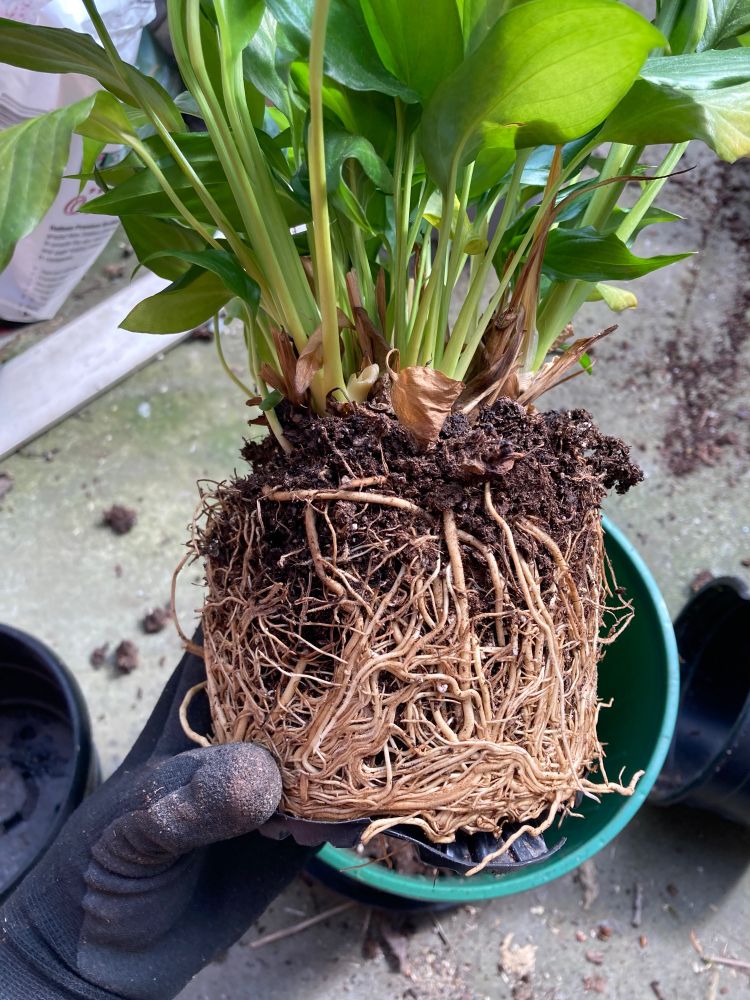 My gardening gloved hand holding a peace lily out of the pot, its so rootbound there’s barely any soil left and the roots look like a  ramen noodle cake