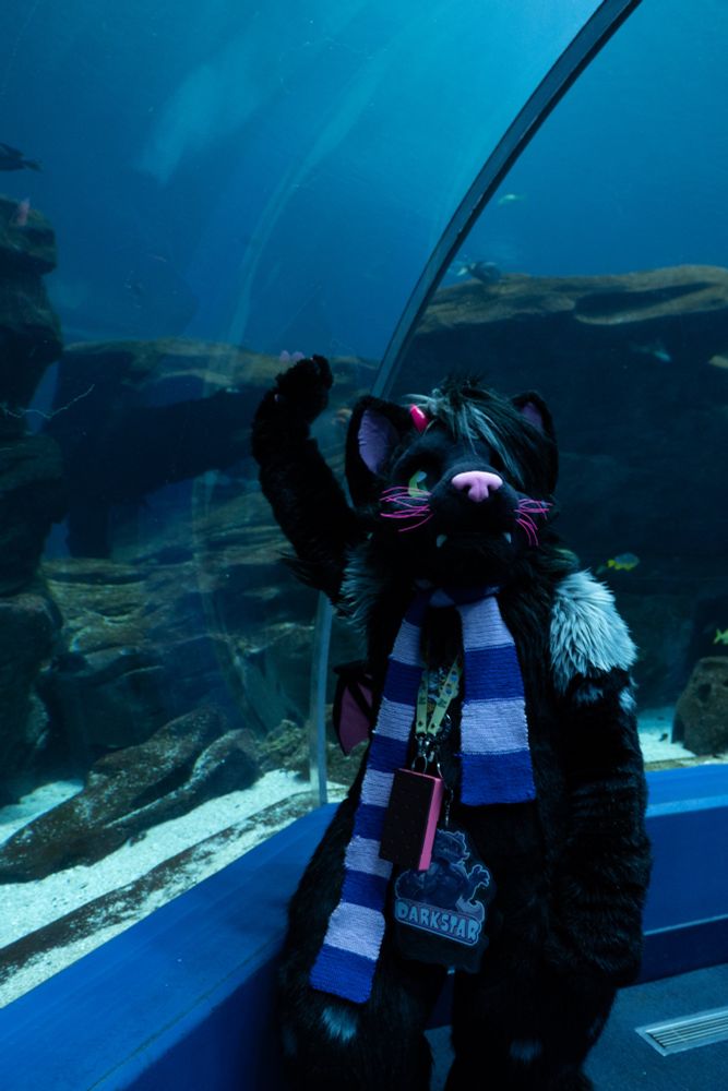 Darkstar the demon cat fursuiter in the Georgia aquarium shark tunnel, looking up into the tank. 