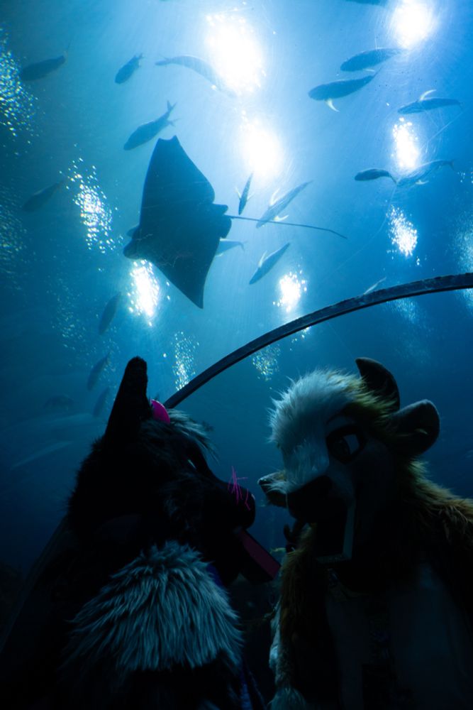 Darkstar the demon cat fursuiter standing with Blanc the bison fursuiter in the aquarium shark tunnel, a manta ray and many fish swimming above them. 
