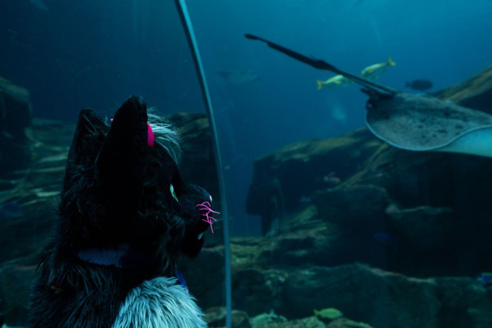 Darkstar the demon cat fursuiter staring blankly at a sting ray. 