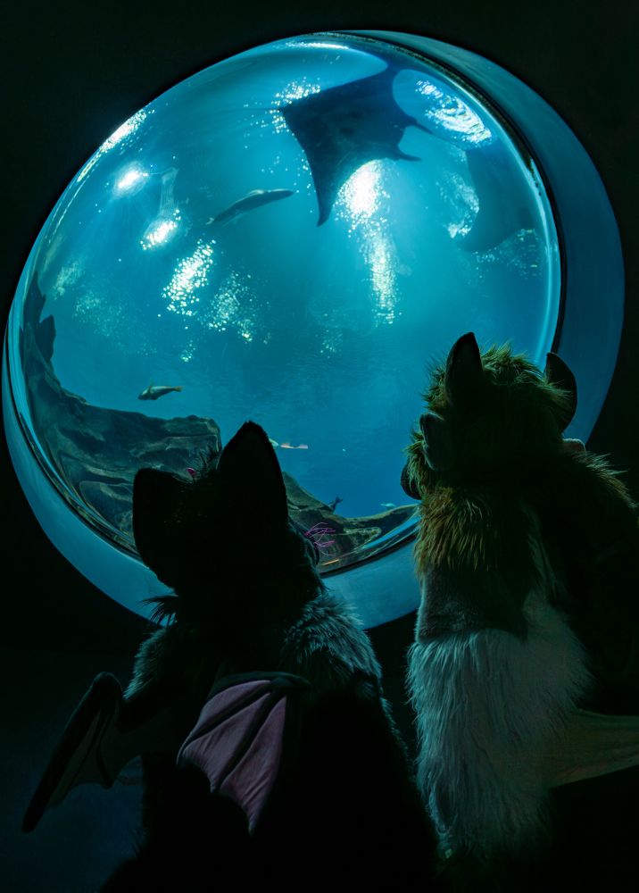 Darkstar the demon cat fursuiter and Blanc the bison fursuiter staring at an aquarium tank through a circular window, with multiple manta rays and fish swimming in view. 