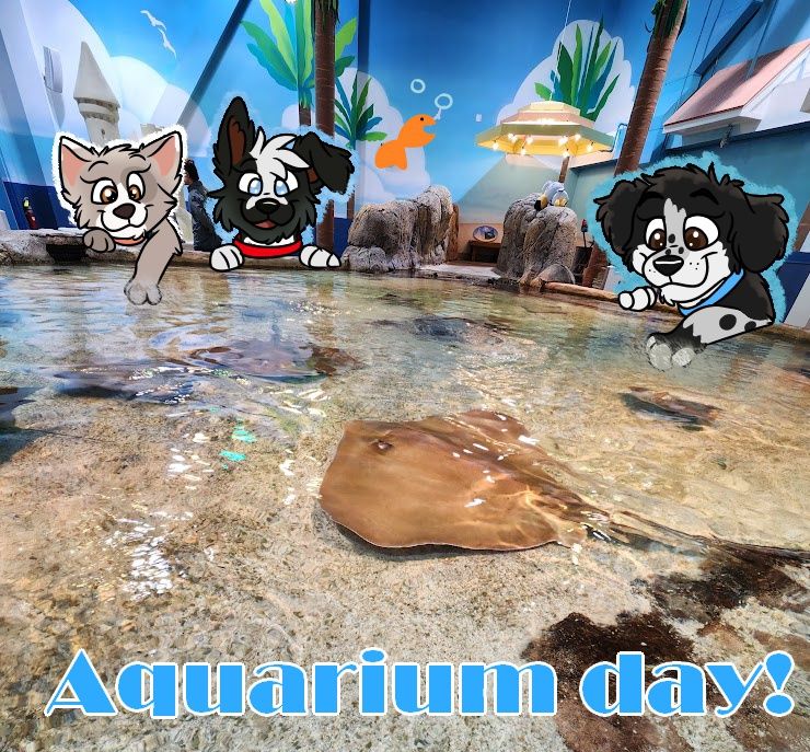 Background is taken from Adventure Aqarium, of the 'Stingray Beach Club' where you gently pet the rays. 
Aurora (husky mix to the left) belongs to Morgan, Marlo (border collie next to Aurora) belongs to Corgi, and Orca (to the right) belongs to Coast!