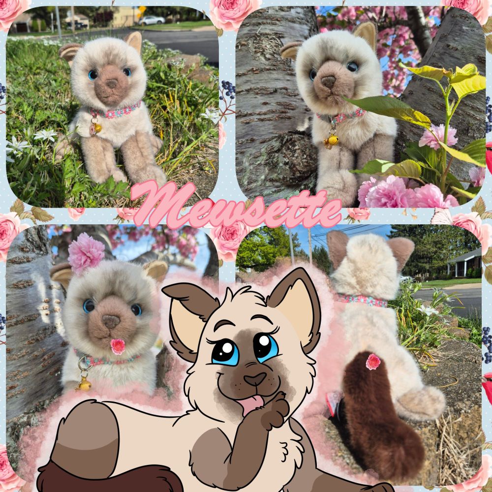 Mewsette is a Siamese cat plush by Douglas Cuddle Toys, her tag name being Fu. She is mostly beige with striking blue eyes, cocoa brown face mask and legs and a rich chocolate brown tail. Her right ear is slightly floppy!