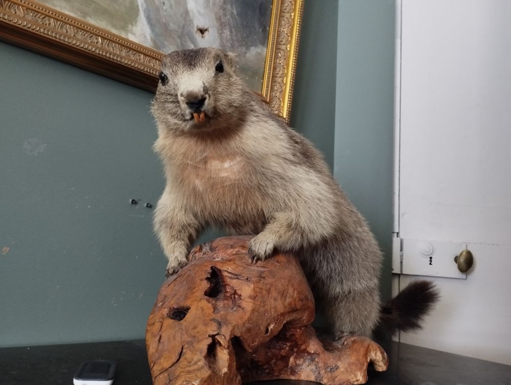 Marmotte