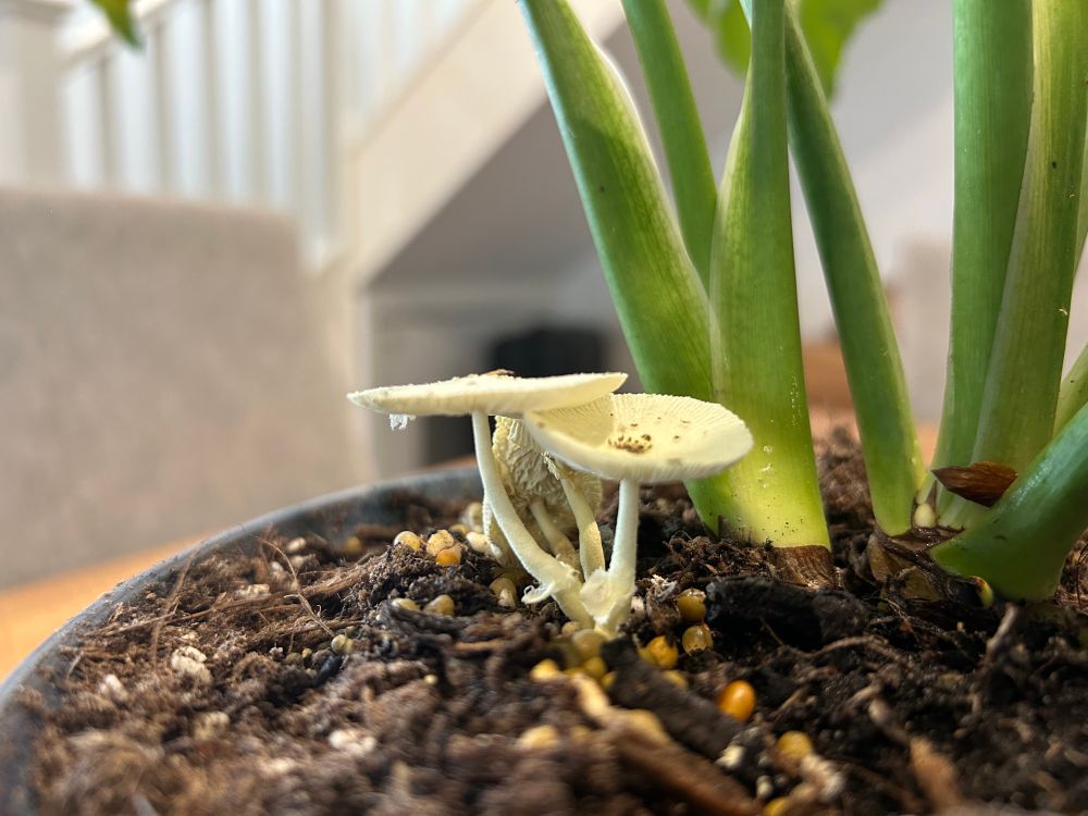 Three white mushrooms growing in a pot plant. Next to a cluster of green stems. 