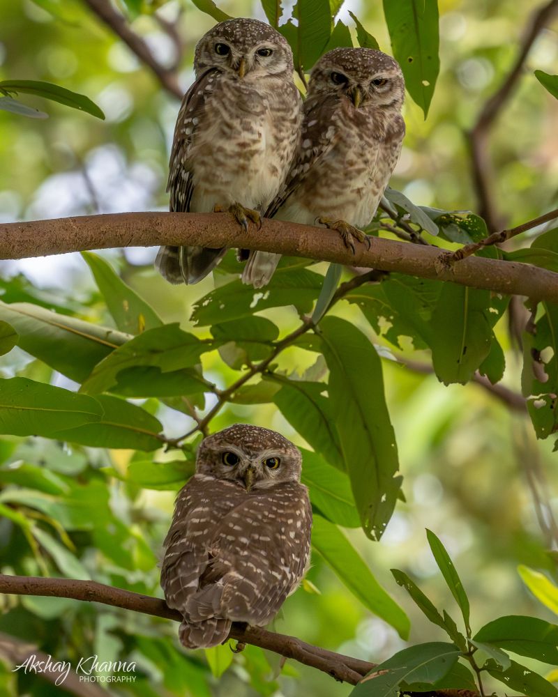 Three spotted owlets perched on branches amid lush green foliage, all facing the camera with their striking yellow eyes. Two owlets sit closely together on the upper branch, while the third sits alone on a lower branch, creating a natural and symmetrical composition