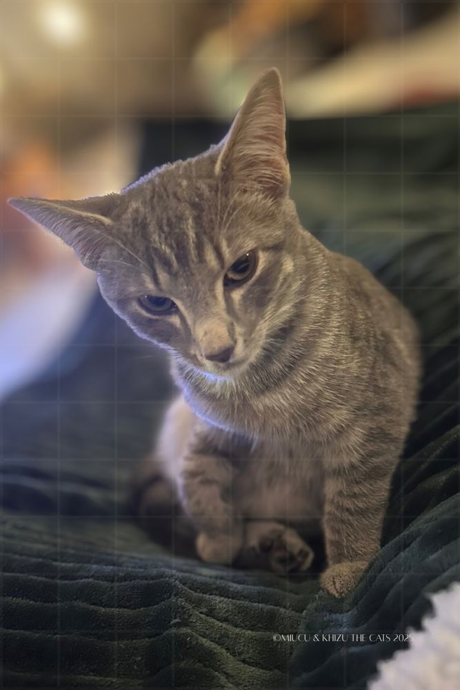 Grey tabby kitten sitting on green fleece.