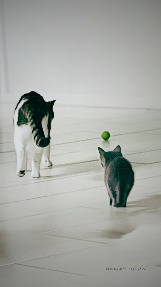 Senior cat walking ahead, while kitten lingers a step behind, hoping to be seen.