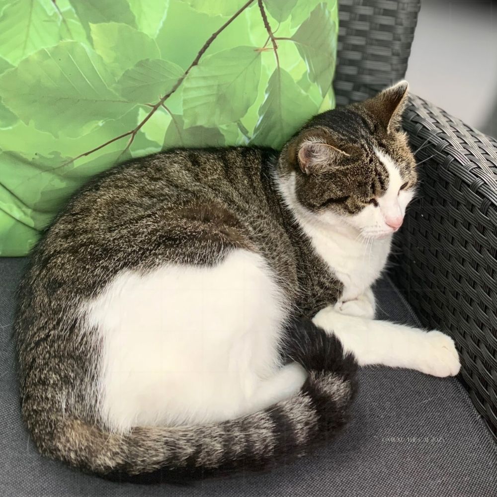 A cat sleeps on a garden chair, head resting on the arm, green cushion behind.