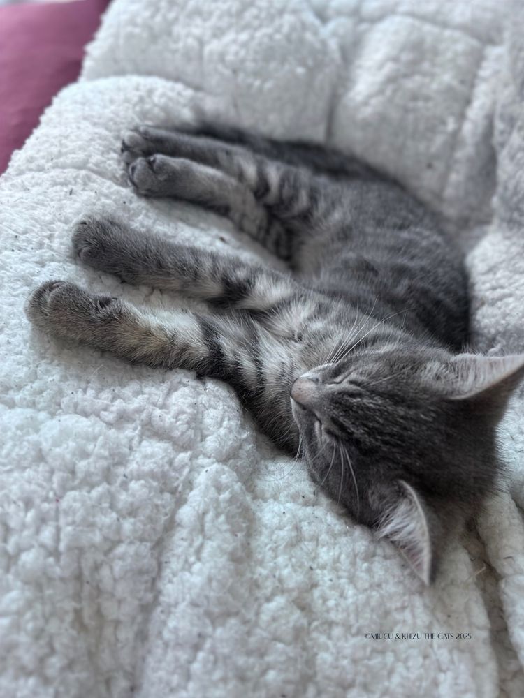 Grey tabby kitten sleeping on her side on a large white pillow.