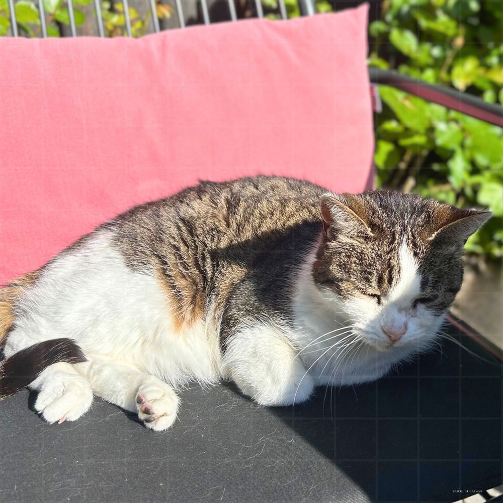 A cat lounges on a black cushion in dappled sunlight, perfectly at ease.
