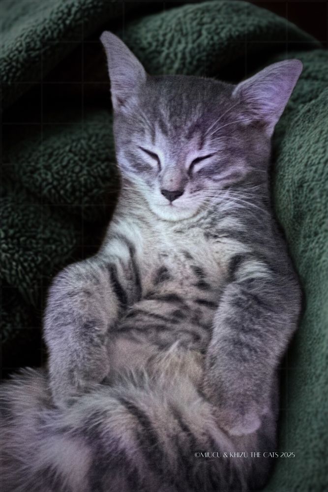 Grey tabby kitten sleeping upright on green fleece, with front paws in a bunny-like pose.