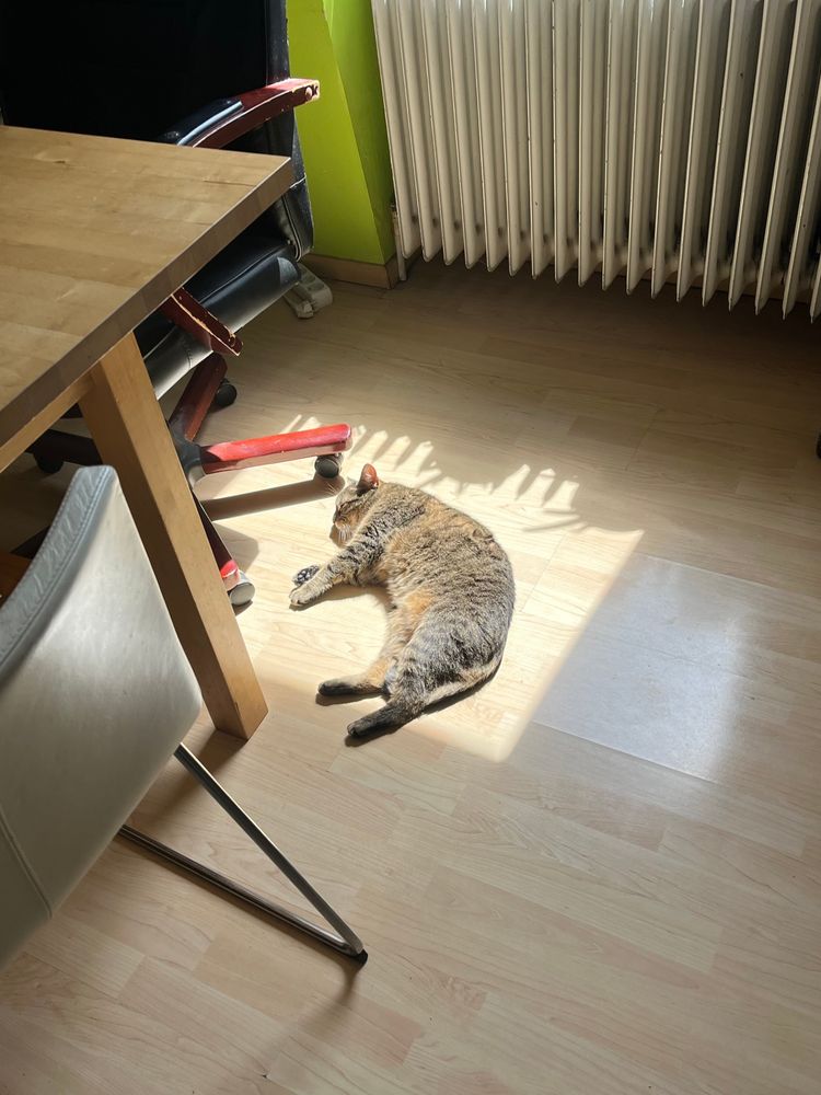 A cat grey and brown cat is sleeping peacefully in a little sunlit patch on the floor.
