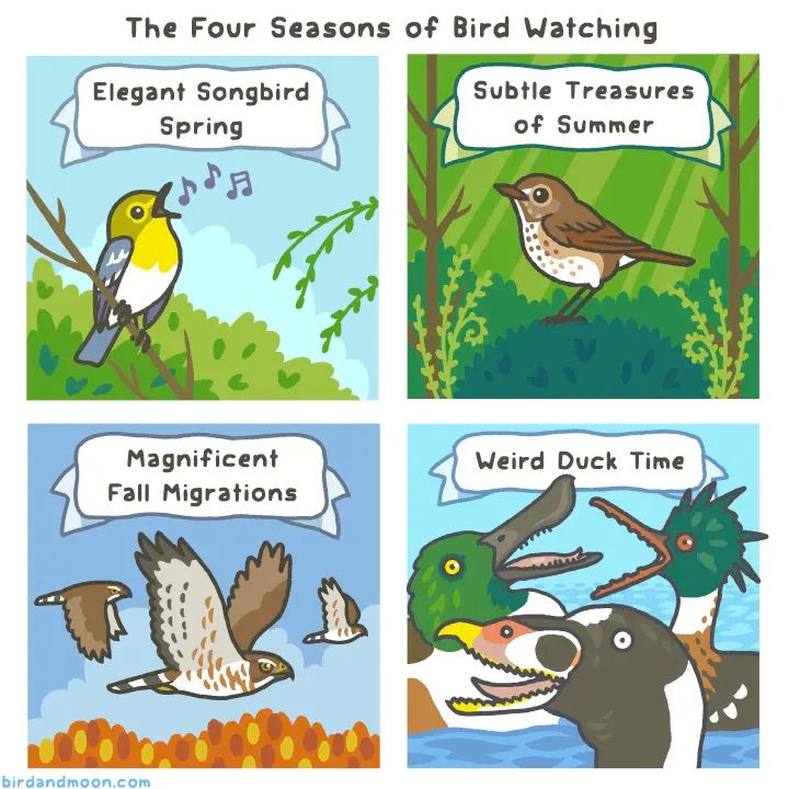 A four panel comic, titled "the four seasons of bird watching." Panel one: elegant songbird spring, with a goldfinch singing. Panel two: subtle treasures of summer, with a warbler. Panel three: magnificent fall migrations, with birds of prey. Panel four: weird duck time, with super weird-looking surf-scoters and mergansers. 