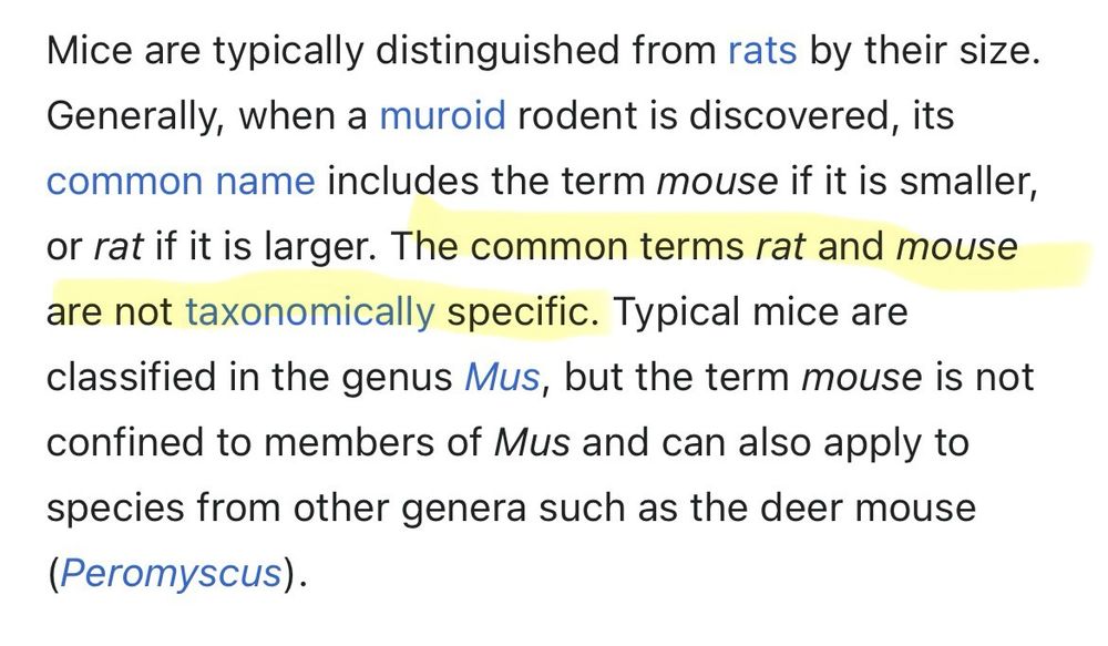Mice are typically distinguished from rats by their size. Generally, when a muroid rodent is discovered, its common name includes the term mouse if it is smaller, or rat if it is larger. The common terms rat and mouse are not taxonomically specific.