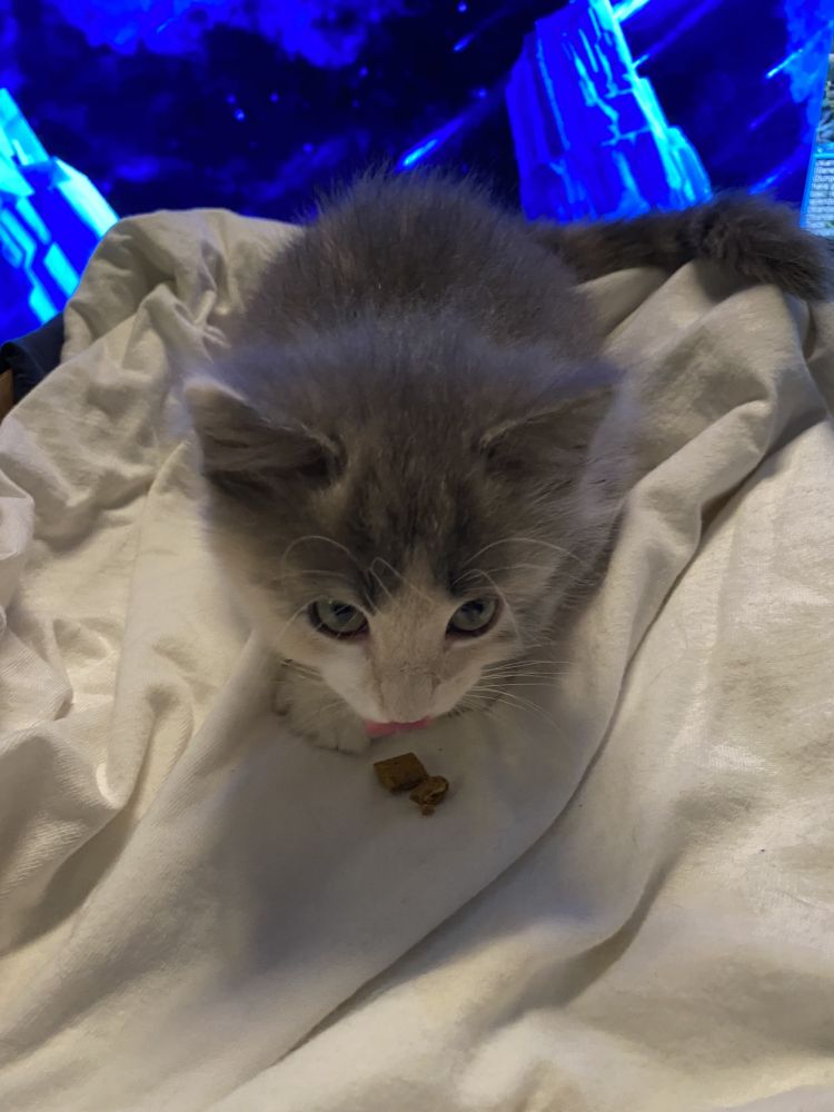 Little grey and white kitten licking her nose while looking up to make sure the camera isn't gonna steal the treats under her chin. She's in a box on the computer desk. 