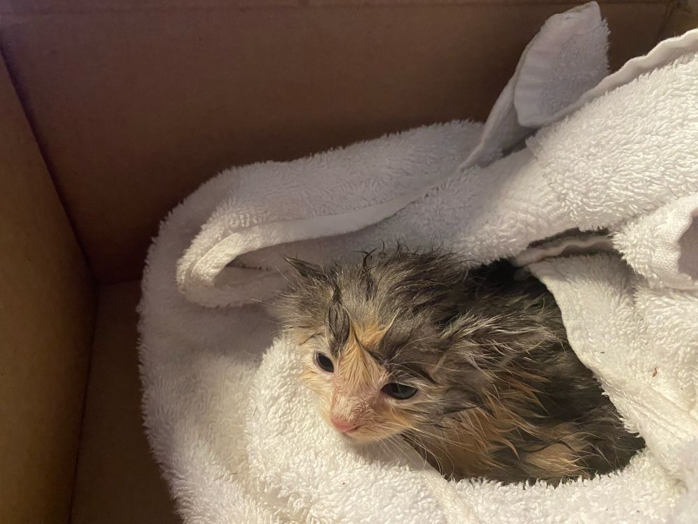 A tortie kitten drying off in a warm towel in a box, its eyes peering in the light.