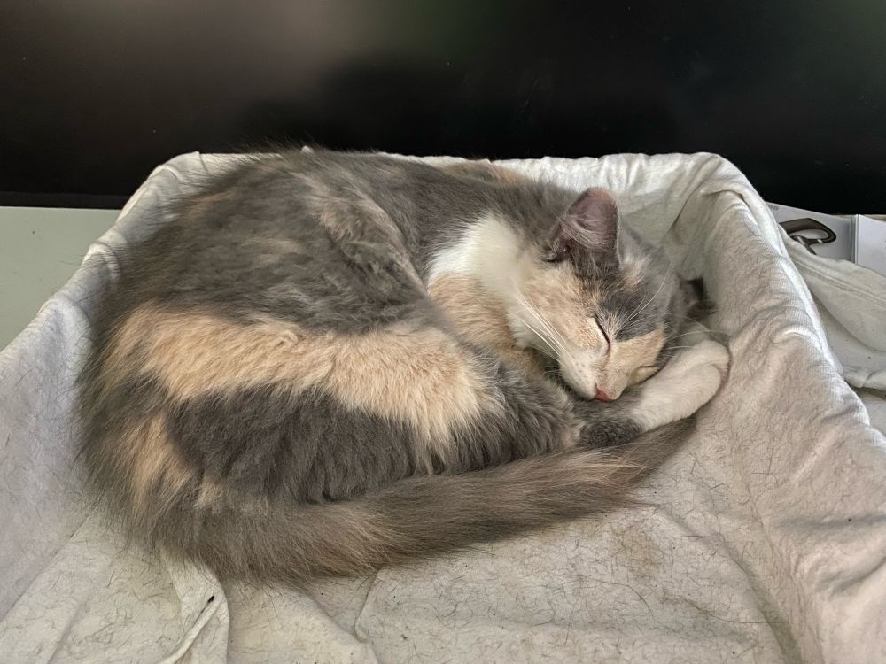 Grey, peach, and white kitten curled up in a ball sleeping in a box on a desk in front of a screen that is turned off.