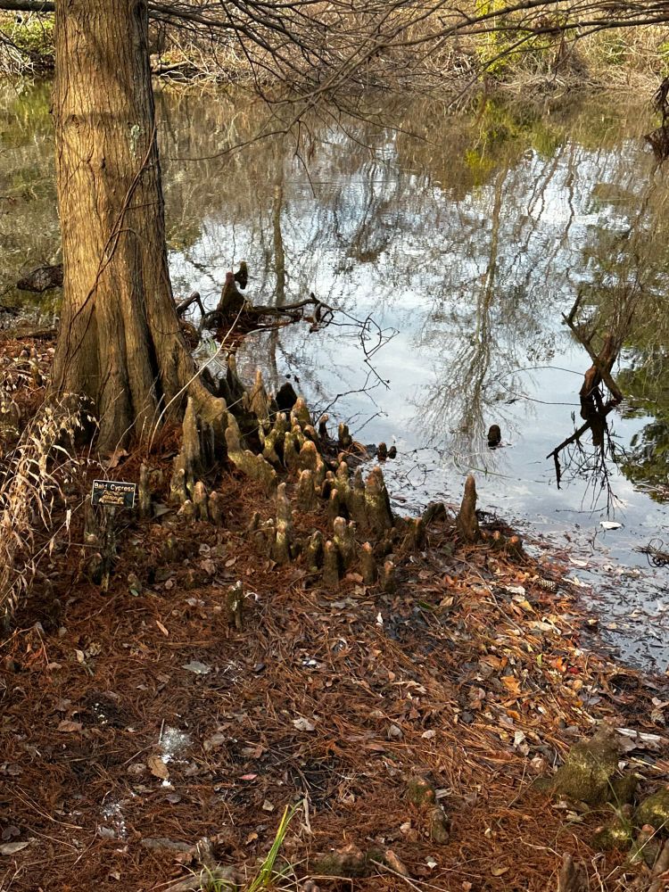 Bald cypress at the water’s edge