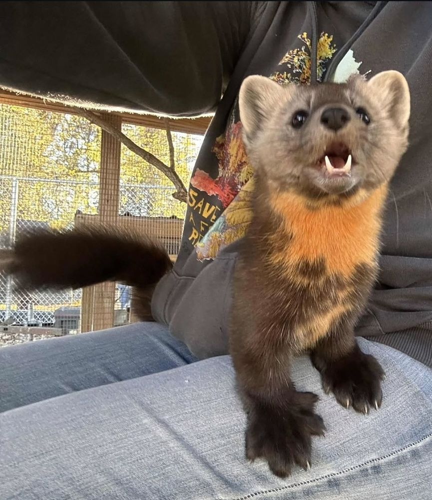 Photo of an American marten threading themselves through a hoodie pocket while sitting on someone's lap.