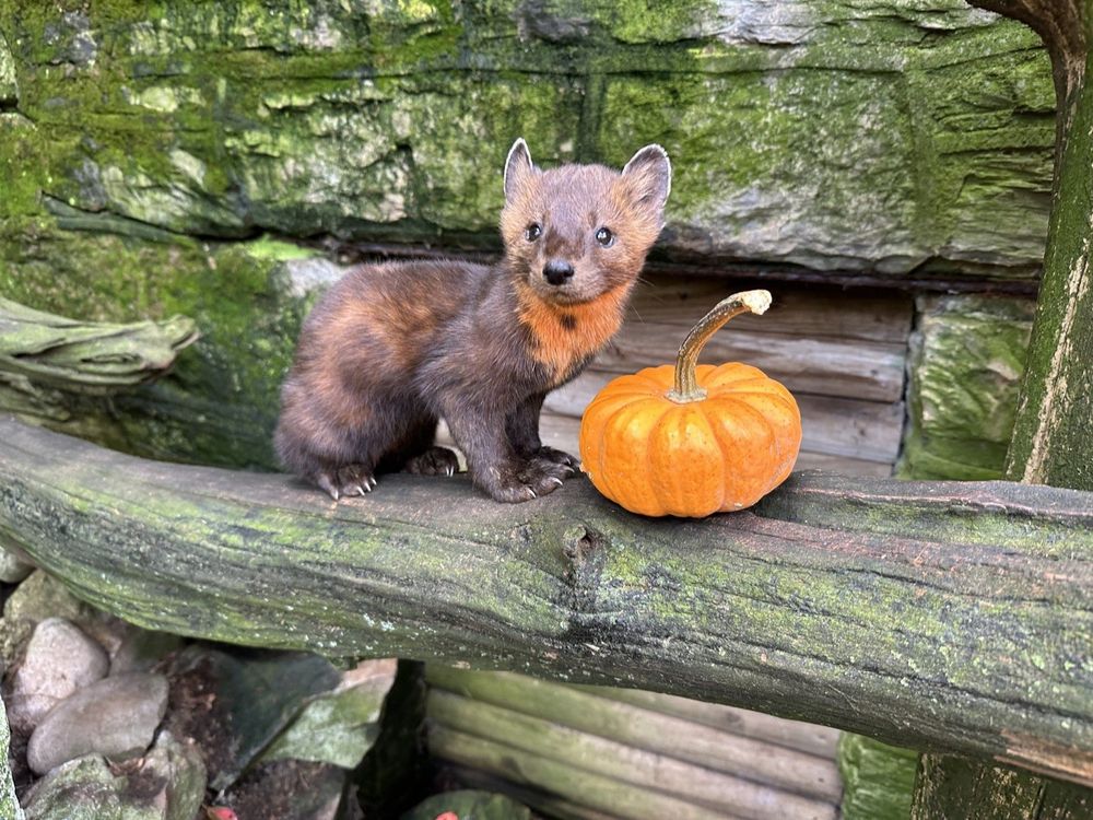 Photo of a marten sitting on a log in an enclosure next to a small, orange pumpkin.