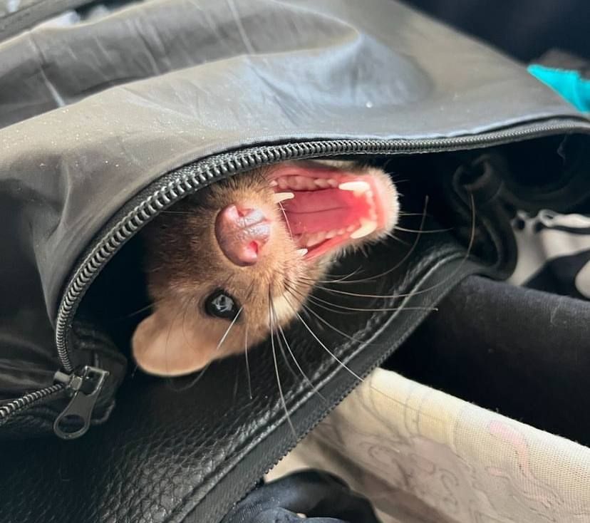 A beech marten peaking out of a bag, maw wide open