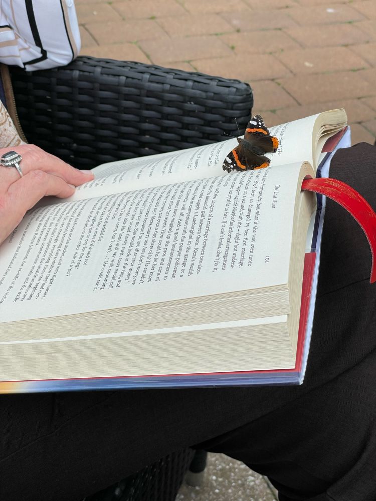 Butterfly resting on a book