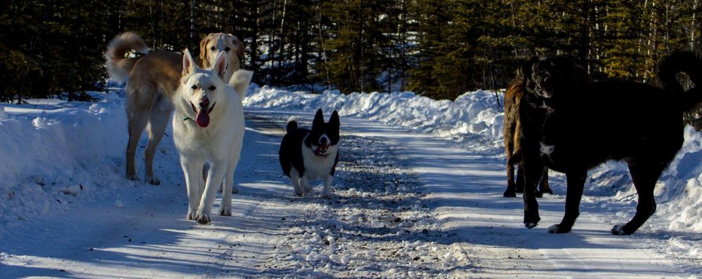 five dogs on a freshly plowed driveway. a white shepherd-type, a bear-dog/corgi mix, a large black Akita mix, and two enormous st bernard/great pyrenees mixes (one brindle, one blond)