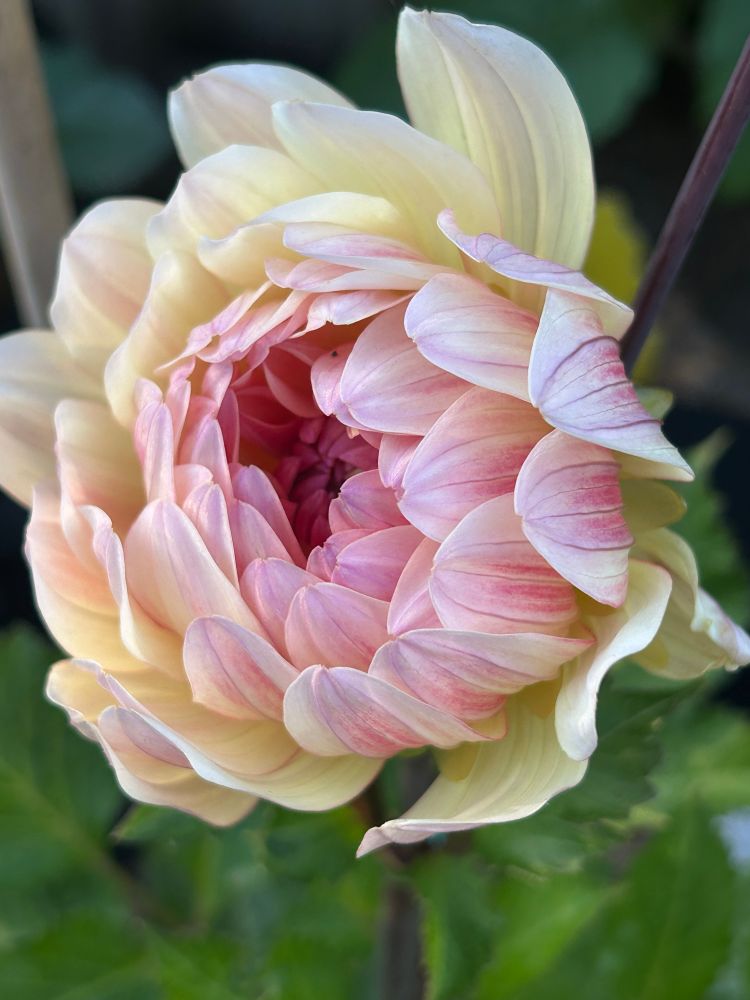 A yellow and pink dahlia.